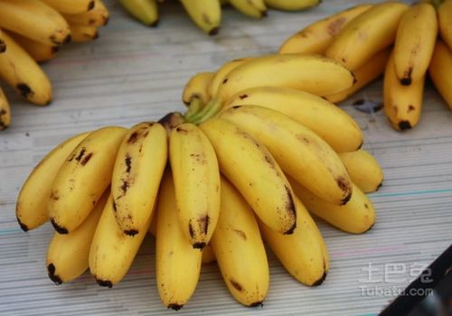 小米蕉和苹果蕉有啥区别吗（小米蕉介绍）