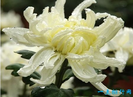 中国十大名花之一：菊花