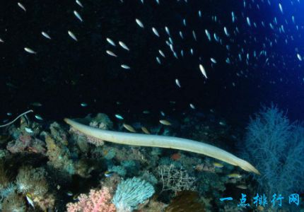 短鼻剑尾海蛇