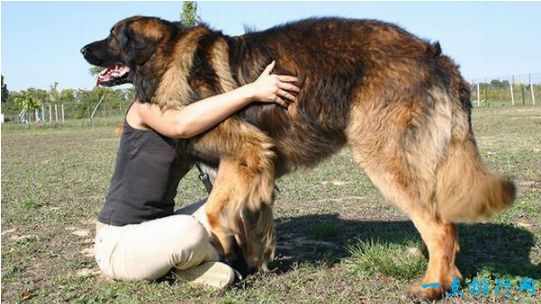 世界上最大的十种狗排行榜 最大的和小马一样大！