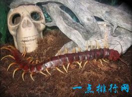 世界上最大的蜈蚣，长度可达1米