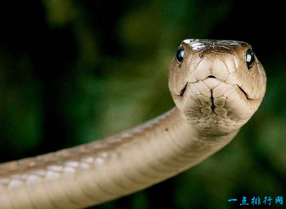 黑曼巴蛇 4.3米