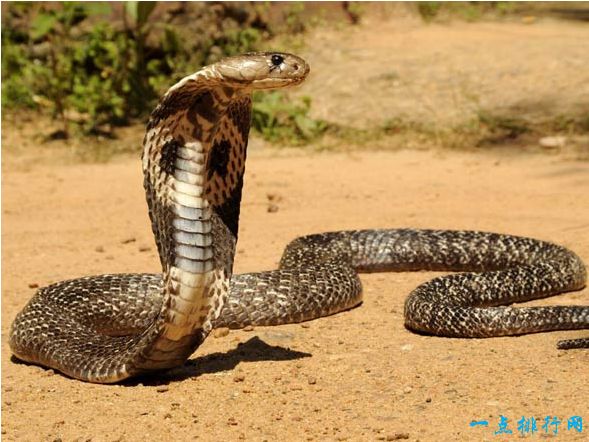 眼镜王蛇 5.7米