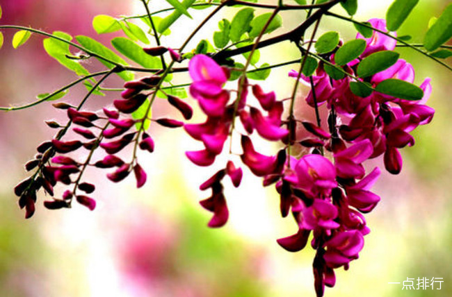 紫穗槐‍