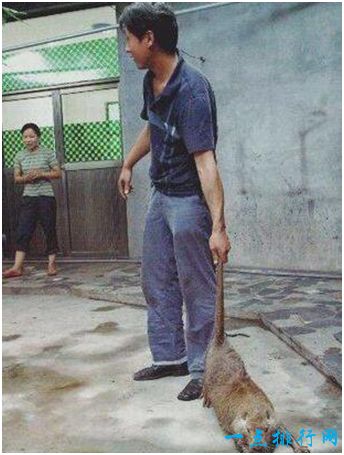 中国西安秦岭野生动物园的巨型老鼠