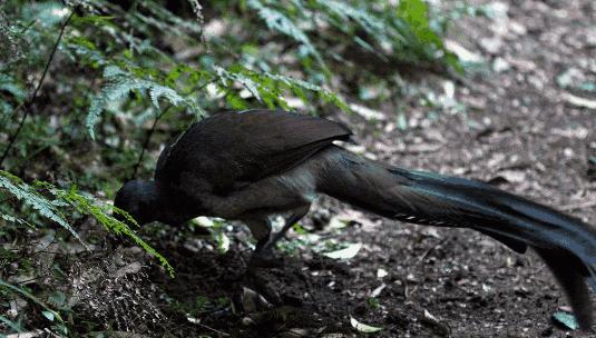 琴鸟图片，澳大利亚的琴鸟图片（高清琴鸟图）