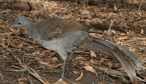 琴鸟图片，澳大利亚的琴鸟图片（高清琴鸟图）