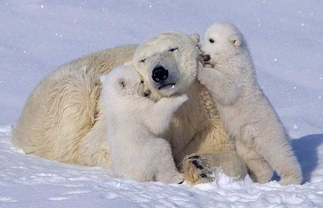 北极熊冬眠吗