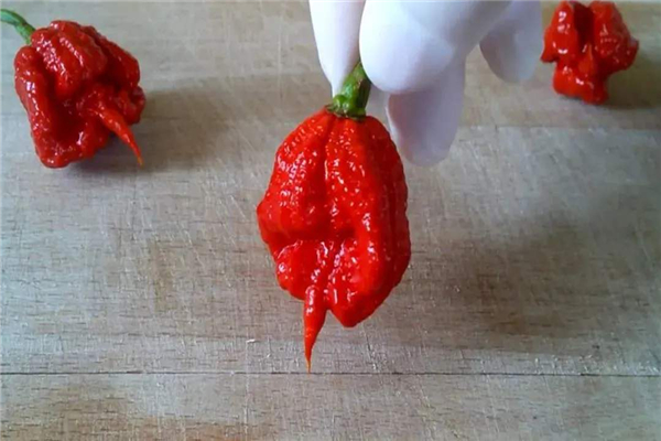 世界上最辣的十大辣椒 哈瓦那辣椒上榜红巨椒很是毒辣(图8)