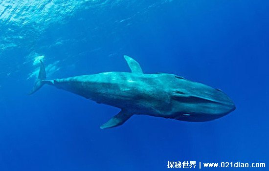 世界上最大的鲸鱼多少吨重，重达239吨的蓝鲸(堪比40头非洲象)(图1)