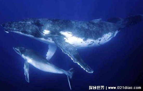 世界上最大的鲸鱼多少吨重，重达239吨的蓝鲸(堪比40头非洲象)(图4)
